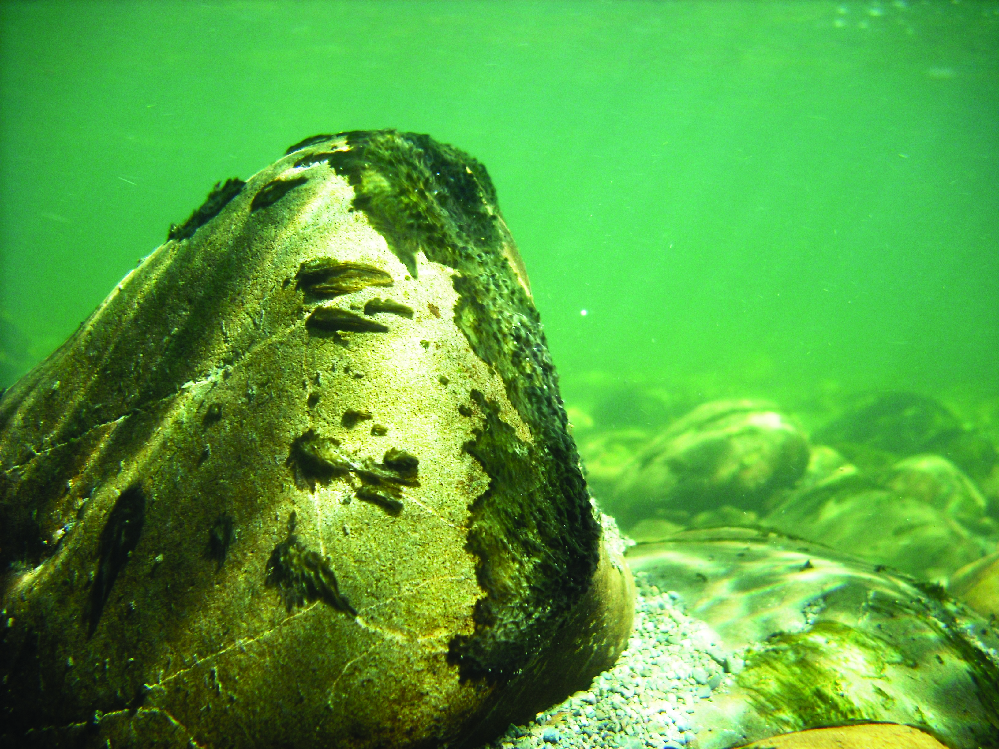 Toxic algae on an underwater rock