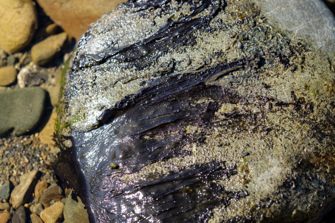 Toxic algae on a rock