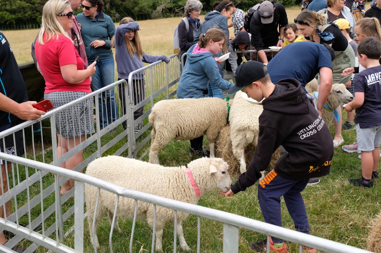 Children feeding sheep at Battle Hill