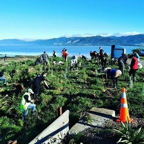 Volunteer planting event in Featherston