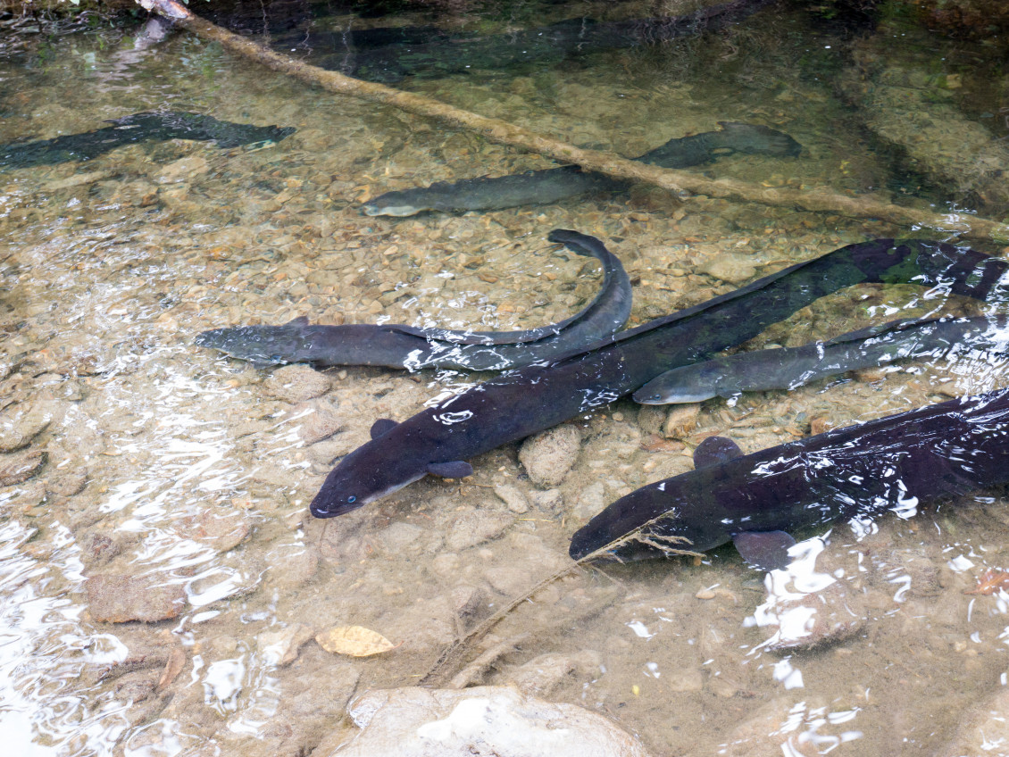 Several eels in shallow water