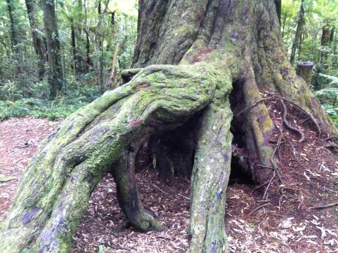 Roots of a tree in Akatarawa Forest