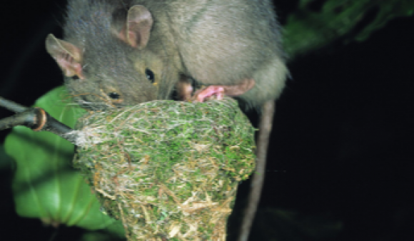Key Native Ecosystem programme - small mammal monitoring