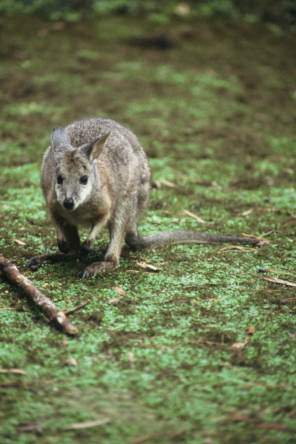 202105 Dama Wallaby Doc Crown copyright photo credit required