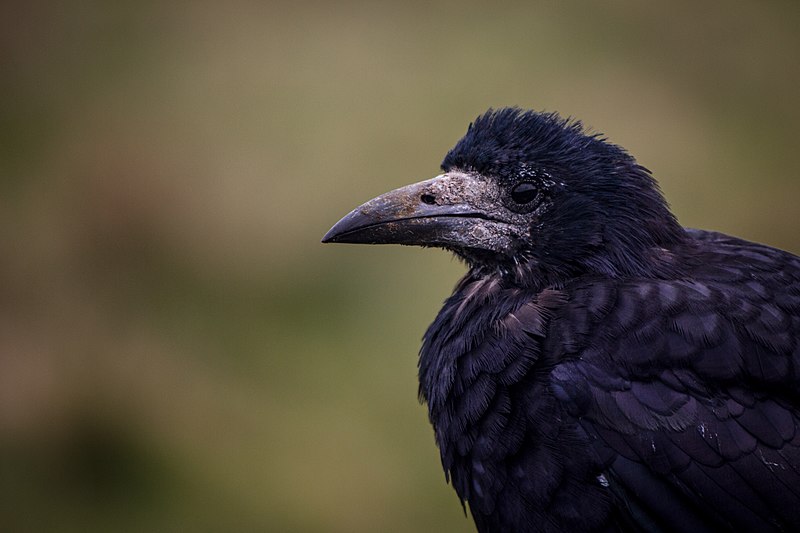 800px Common rook