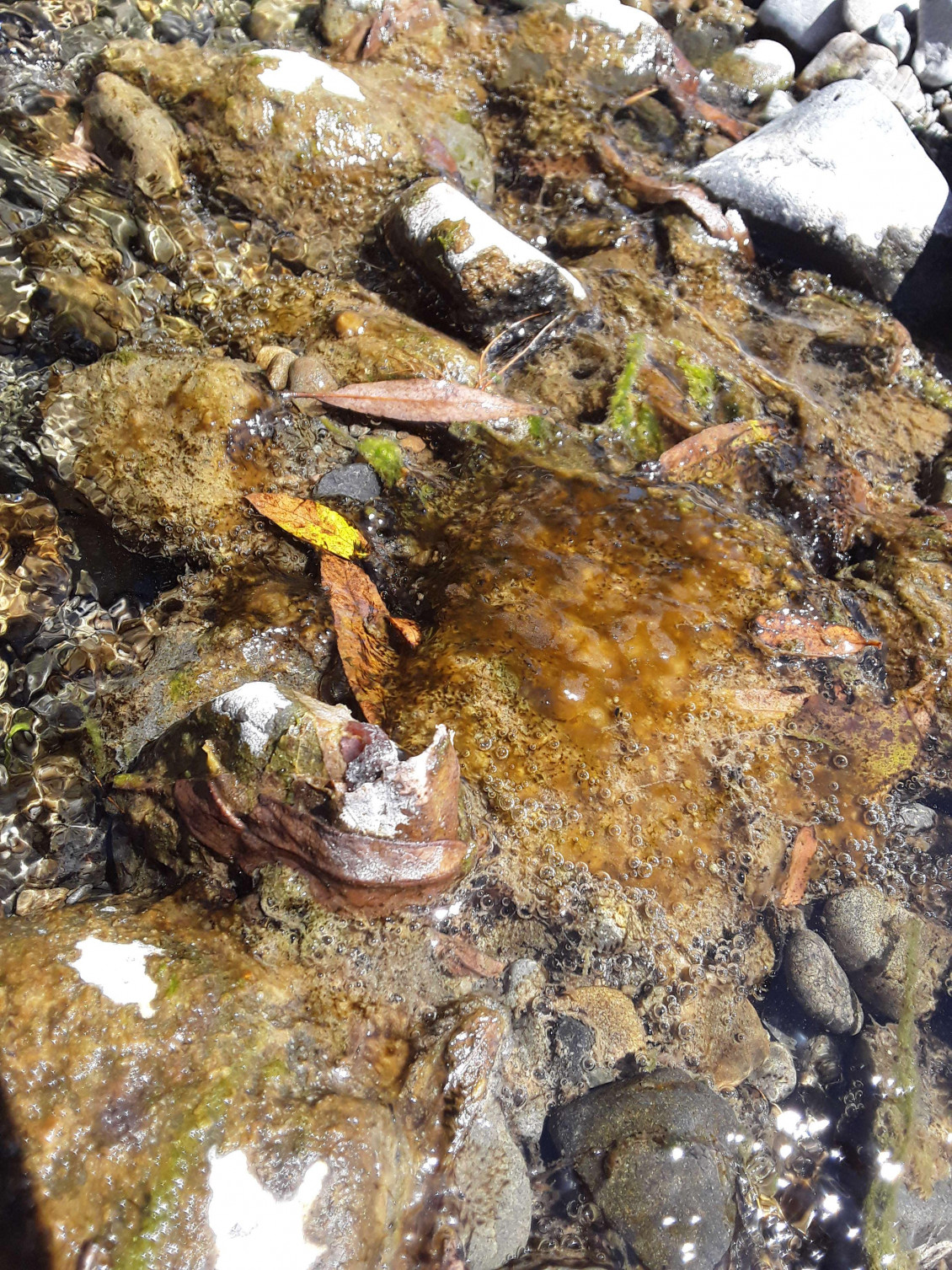 Toxic algae in the Waikanae River at Jim Cooke Park