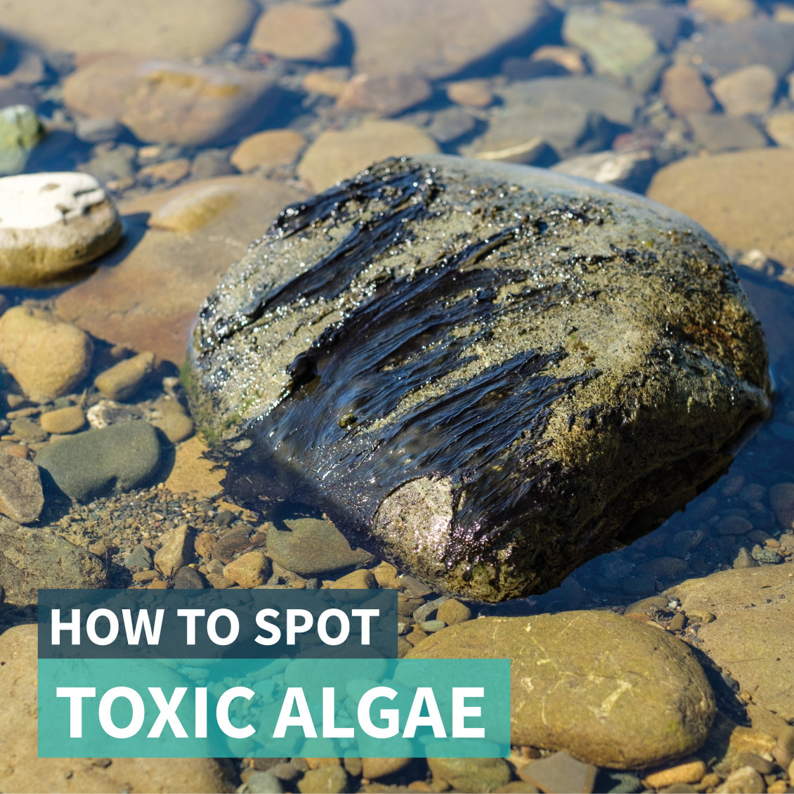 generic toxic algae