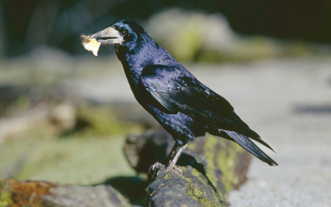 Rook with food
