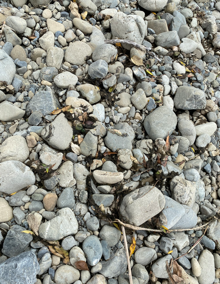 Detached algal mats in the Hutt River