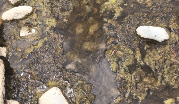 Toxic algae red alert in Hutt Valley, amber alert in Wairarapa